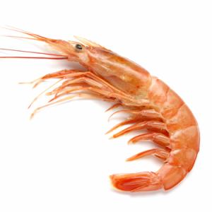 Red shrimp