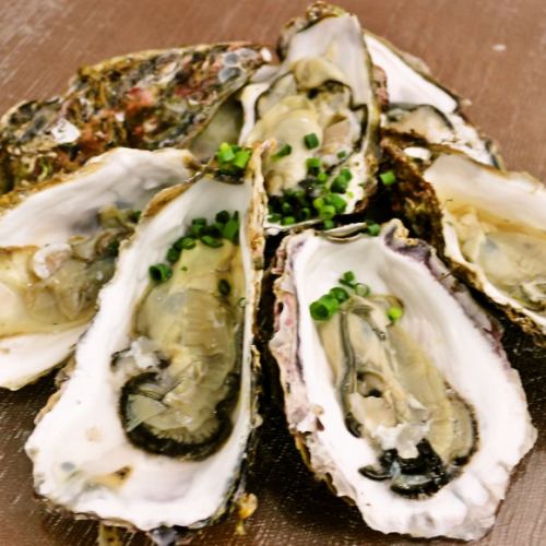 신선! 두꺼운 산리쿠산 굴