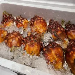 Sea squirt salted guts