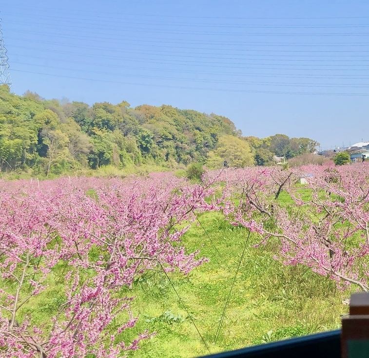 絶景　桃の里宴会　3月下旬から4月中頃まで当店からの景色　歓送迎会に無料送迎付き