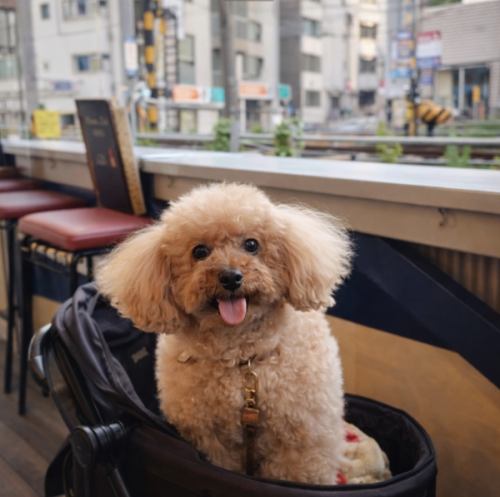 Your beloved dog is welcome inside.