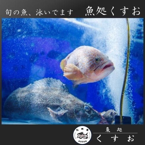 鮮度が段違い！くすおの魚