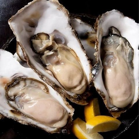 fresh raw oysters