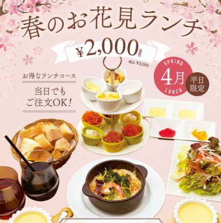 ★お花見ランチコース★選べるチーズや季節のリゾット付き！ドリンク付き全7品