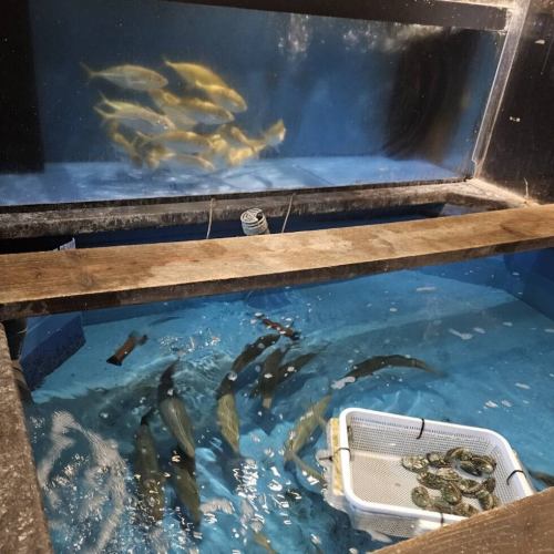 活きの良い魚が泳いでいます