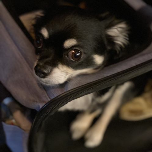 ワンちゃんOK♪