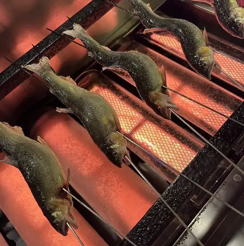 鮎　塩焼き