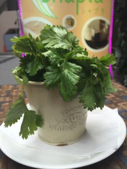 Coriander bucket