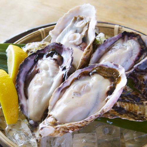 Raw oysters in shell
