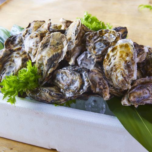 Raw oysters in shell