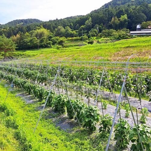 자사 농원에서 재배한 야채