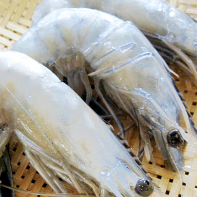 Grilled angel shrimp (2 servings)