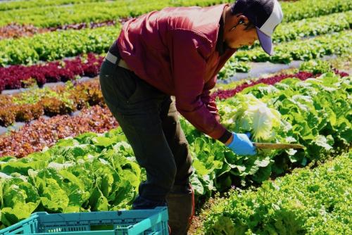 【どの野菜も自社農園で採れたてのものを使用】採れたてが一番美味しいんです!!