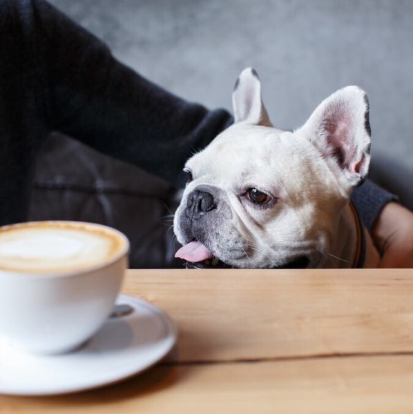 A terrace where you can spend time with your dog