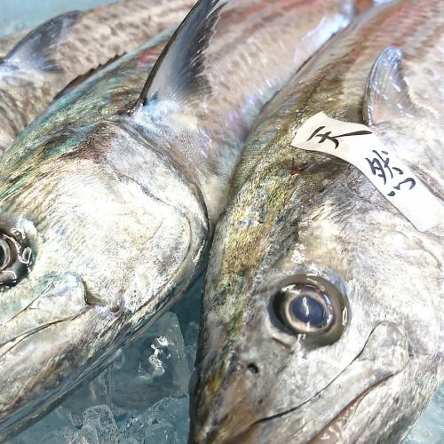 地元平戸の海の幸を使用