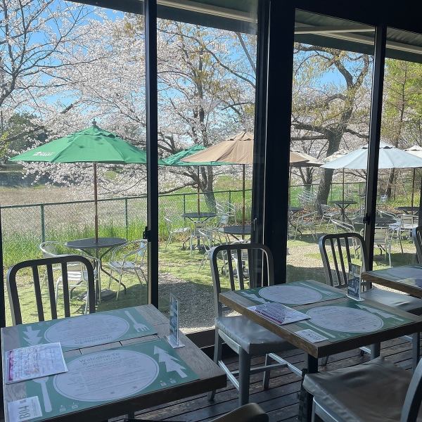 市場の森のテラス席には綺麗な桜が咲き誇ります。毎春、「特別な2週間」は特にテラス席＆窓際フロア席が人気になります