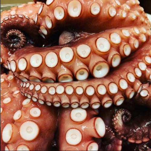 ◇ Octopus is fresh ◇