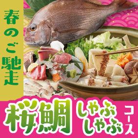 【春のご馳走】桜鯛しゃぶしゃぶコース◆今が旬の桜鯛を堪能 お料理のみ全5品 3850円(税込)