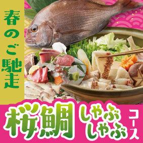 【春のご馳走】桜鯛しゃぶしゃぶコース◆今が旬の桜鯛を堪能　お料理のみ全5品　3850円(税込)