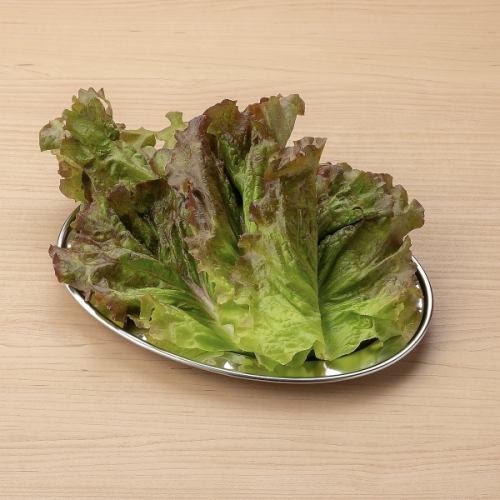 Wrapped Vegetable Lettuce/Wrapped Vegetable Sunny Lettuce