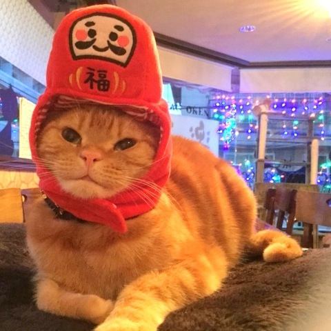 Rakuten also holds seasonal events, so you may be able to meet cats dressed up according to the season!