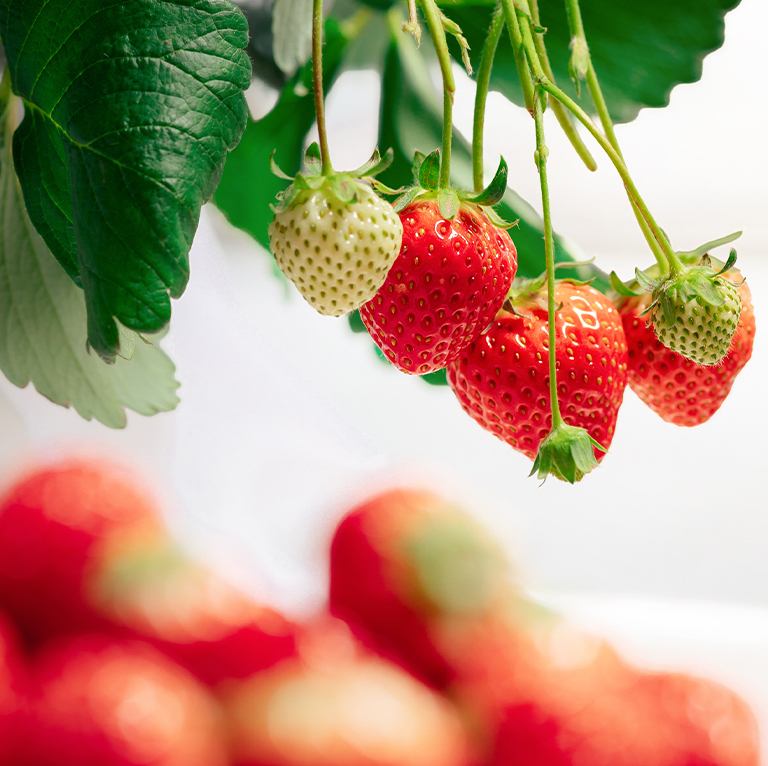 『甘くてかわいい、春のごほうび時間。』　Berry × Berry Festival