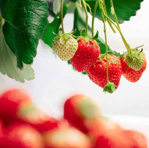 イチゴ狩り体験も♪