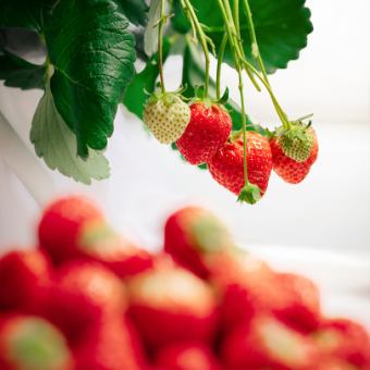 【昼開催】Berry × Berry Festival★6800円(税込) イチゴが主役のビュッフェ料理食べ飲み放題