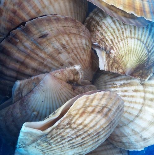 活　ほたて貝　