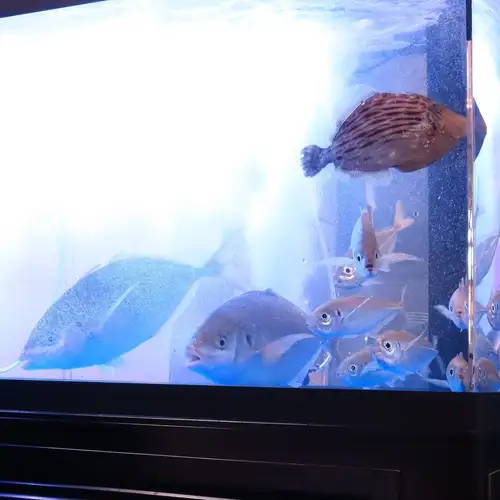 生簀から直行！絶品海鮮！