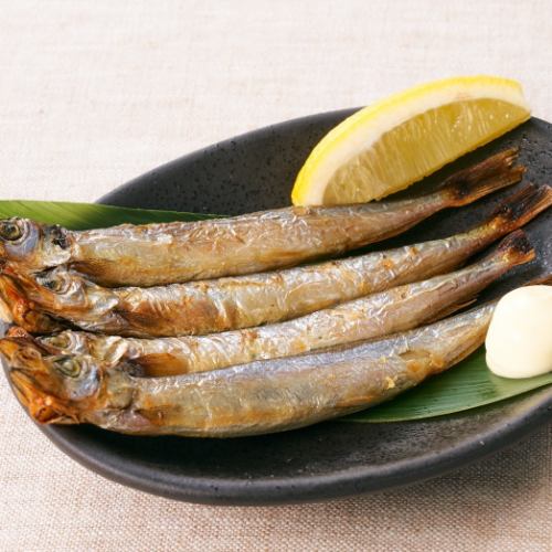 帶魚卵的柳葉魚