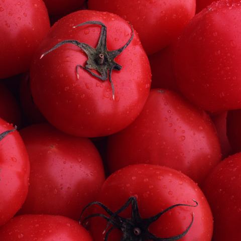 Boasting safe and fresh dishes using organic tomatoes