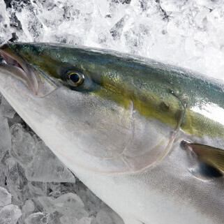 【≪忘年会・新年会≫ 氷見鰤しゃぶ『竹』コース】2時間飲み放題付き 料理8品7700円(税込)