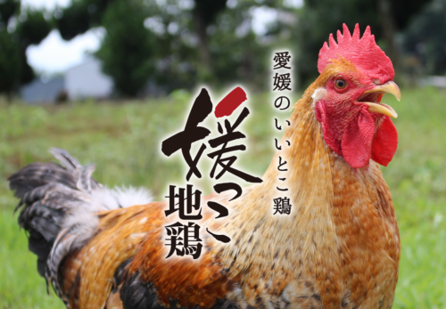 自家農家ひでん農場の媛っこ地鶏