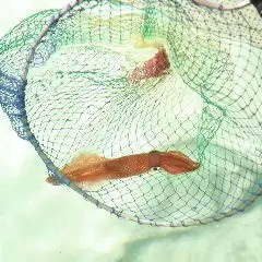 【5~6月】いか活造り等「博多もつ鍋 竹」コース 飲み放題120分付き 8300円→7300円(税込)