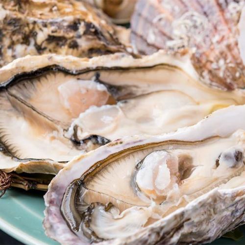 本日の厳選 生牡蠣（産地はその日によって変わります）