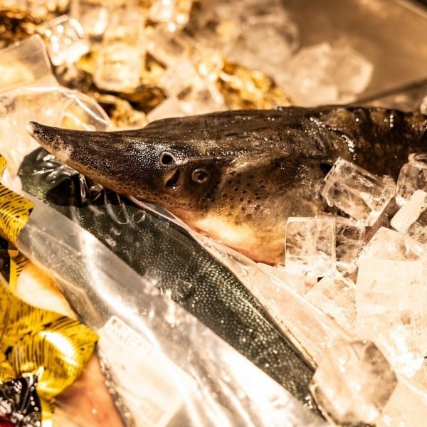 【チョウザメの刺身】鹿追町産ならでは！新鮮なチョウザメを生で食べられます♪