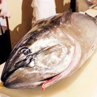 奇数月はマグロ解体ショー