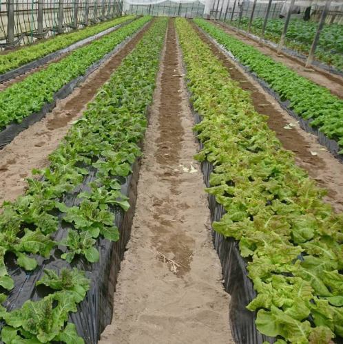 Vegetables directly from contract farmers