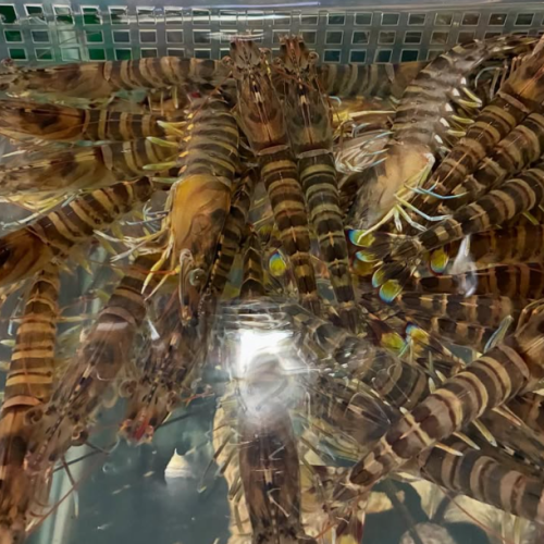 漁港直送の鮮魚が自慢