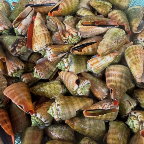 釣った魚の持ち込みOK