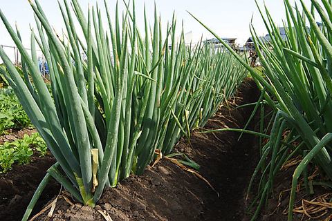 Sourcing green onions from all over the country