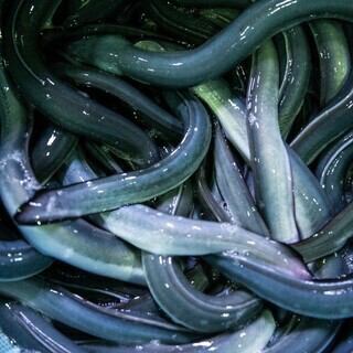 【4月下旬　京都にNew　Open】