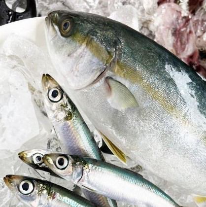 イワシの目もウルウルキラキラ！江ノ島漁場の朝どれイケメン鮮魚たち！