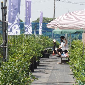 ブルーベリー摘み取り体験募集！
