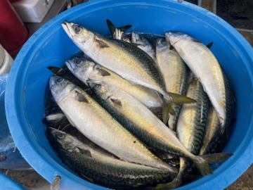 限定！春の極上サバ料理プラン販売！