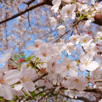 [Oji Spring Cherry Blossom Viewing Course 2026]