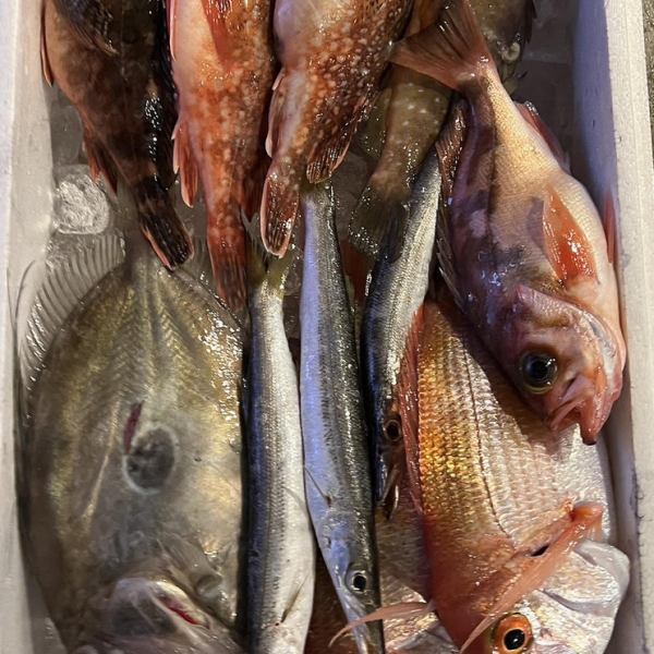 "Directly delivered from Toyama Bay" Natural fresh fish sashimi