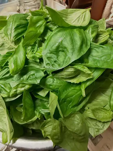 🌿バジルソース🌿作りました！
200g1728円
明日9/9(水)迄冷蔵。
そのあとは、冷凍にてのお渡しです。

昼間のコース終了から3時間。
桃炊いて、アイス作って、バジルソース作って。

お客さまがいらっしゃらなくても、やる事はとめどなくありますです🌀

無花果をお願いしたら、ひょっこりバジルが届きまして。今期初ですね。

直ぐに加工しないと黒くなってしまうのですが。
昨年も今年も、やりたくても取り掛かれる時間が無くて見送っておりましたが。

このお天気、ある意味、ラッキーな仕込み日和。

🍑も、今年最後の入荷分(つもり)の加工に手が付きました！他、無花果やブラムリーが、我よ我よと。

ひしめいておりまする。

昨年は、バタバタの最中、発注を見送ってしまった青リンゴ。ブラムリーが手に入らずしてグラニースミスを使用しましたが、私はこっちのほうが好きだな😊

ブラムリーはイギリス生まれ。
グラニースミスはオーストラリア生まれ。

日本ではどちらも小布施で作っておりますが、ブラムリーの方が青林檎らしい酸味がバチっと決まります！

今年は、早期に10キロ注文しました🙃
こちらも10/4のワイン会で使用したいと思います♪

そんな10/4スペイン会🇪🇸
定員空きが4枠と増えております🤣

是非、新規エントリーお待ちしてます♪
☎️0542510807

⭐️明日のランチ、どないしよ？
雨ならお休みしたい気持ちと、仕込みはわんさか。
悩みどころ。。メール予約は解放しております⛓️‍💥

♯ルモマン静岡
♯静岡ワインバー
♯ワインとスイーツ
♯雨の日の仕込み