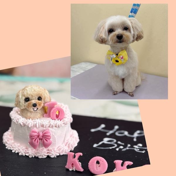 【◆愛犬と一緒にお祝い◆】安心素材で仕上げた特製ワンちゃん用バースデーケーキ